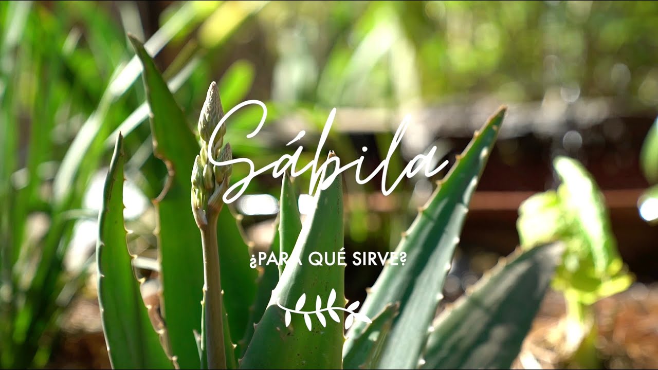 aloe vera para que sirve como planta medicinal