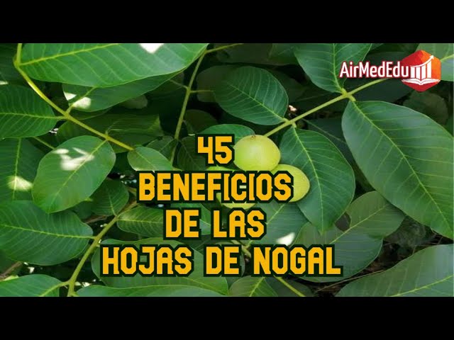 como es la hoja del nogal