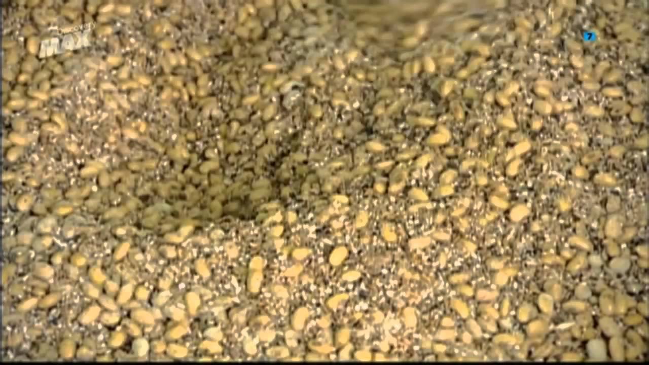 como se elabora la salsa de soja
