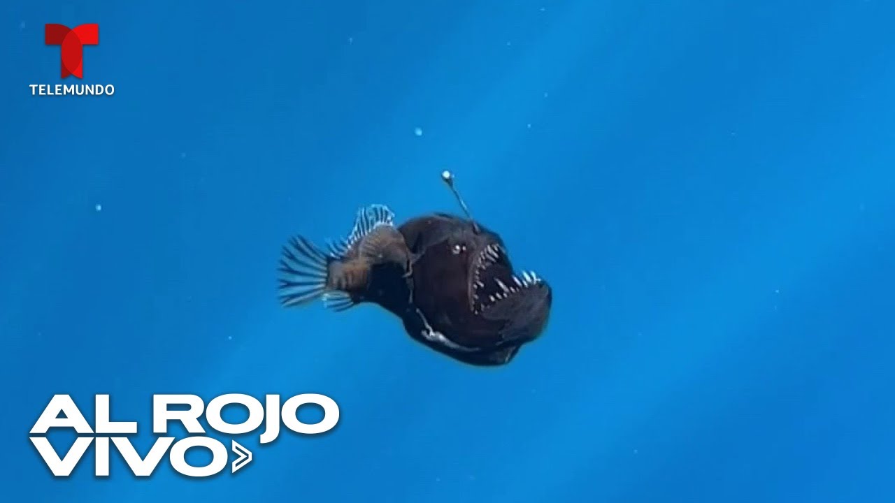 cómo se llama la espina dorsal de un pez