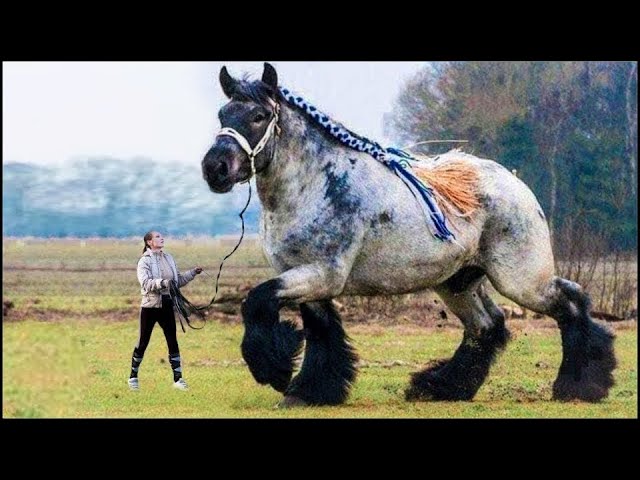 cuál es el caballo más grande del mundo