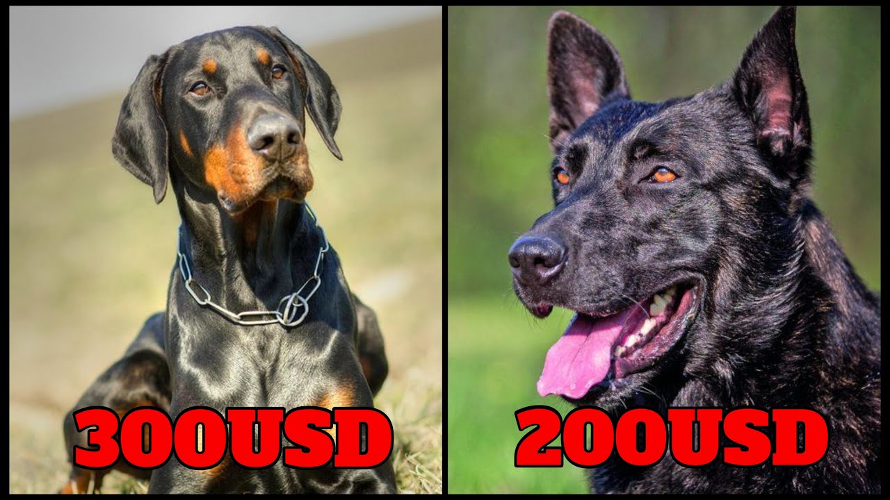 cuál es el perro más barato del mundo