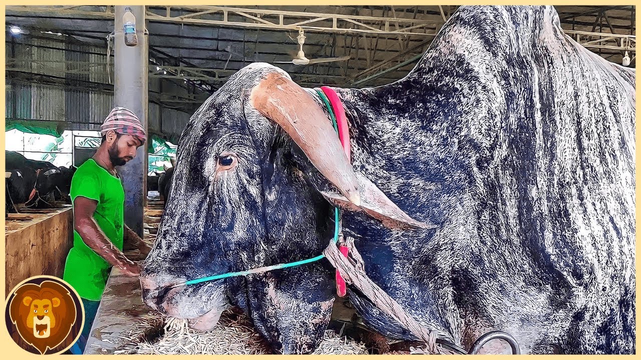 cuál es el toro más pesado del mundo