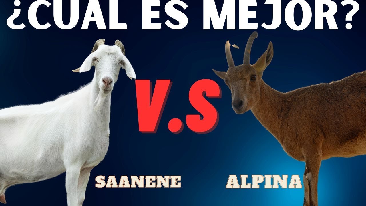 cual es la mejor leche de cabra