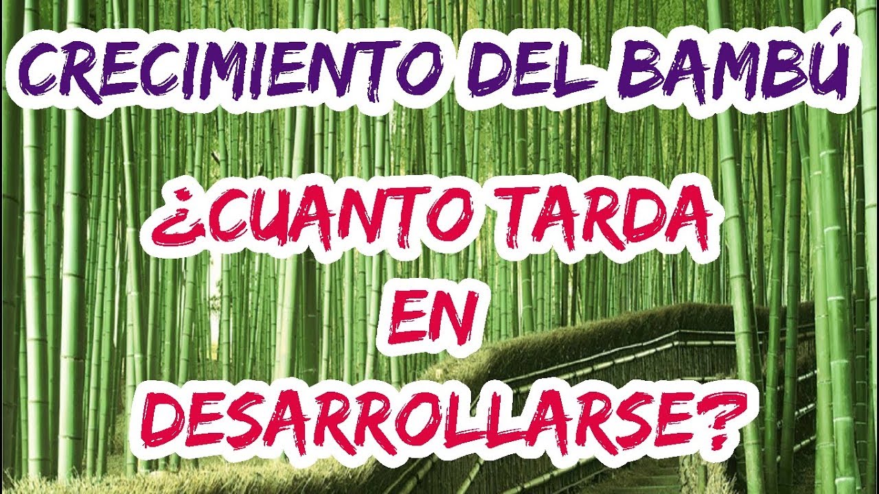cuanto tiempo tarda el bambu en crecer