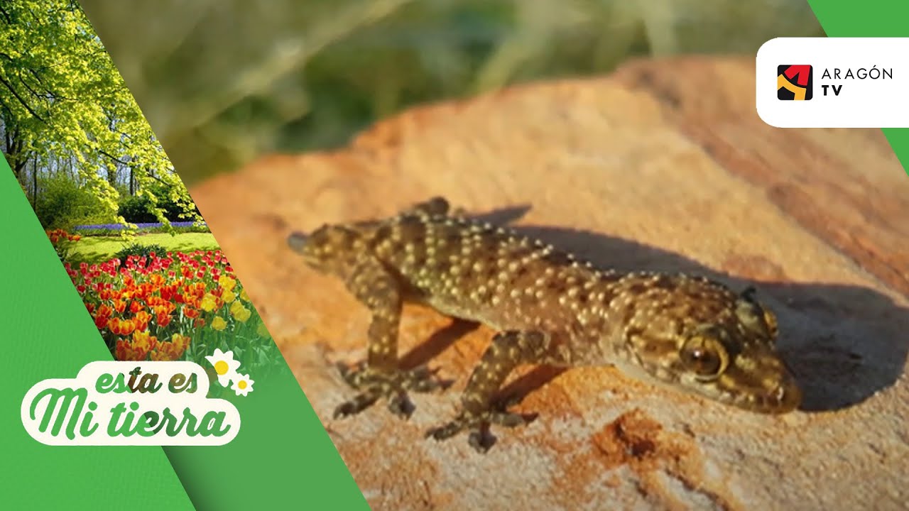 diferencia entre salamandra salamanquesa y lagartija