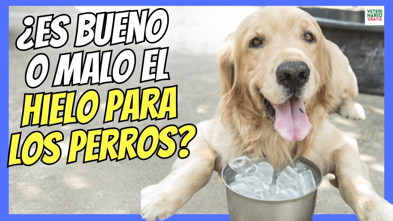 es malo el hielo para los perros