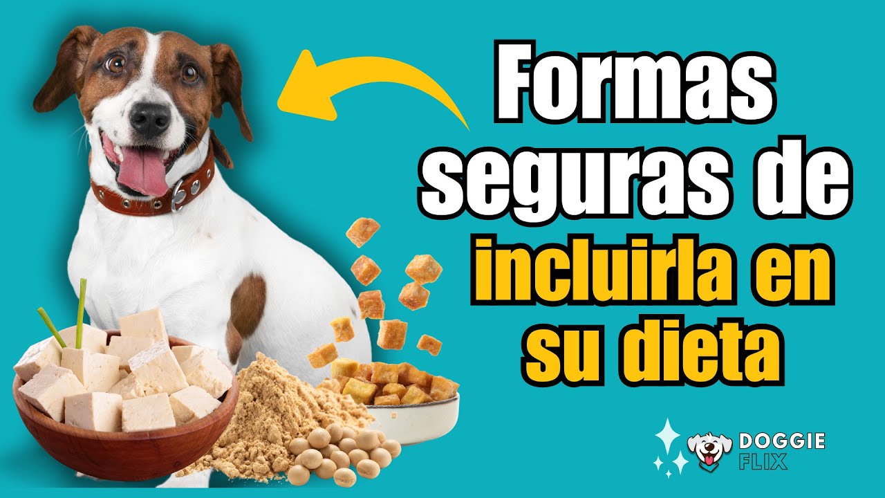 los perros pueden comer salsa de soja