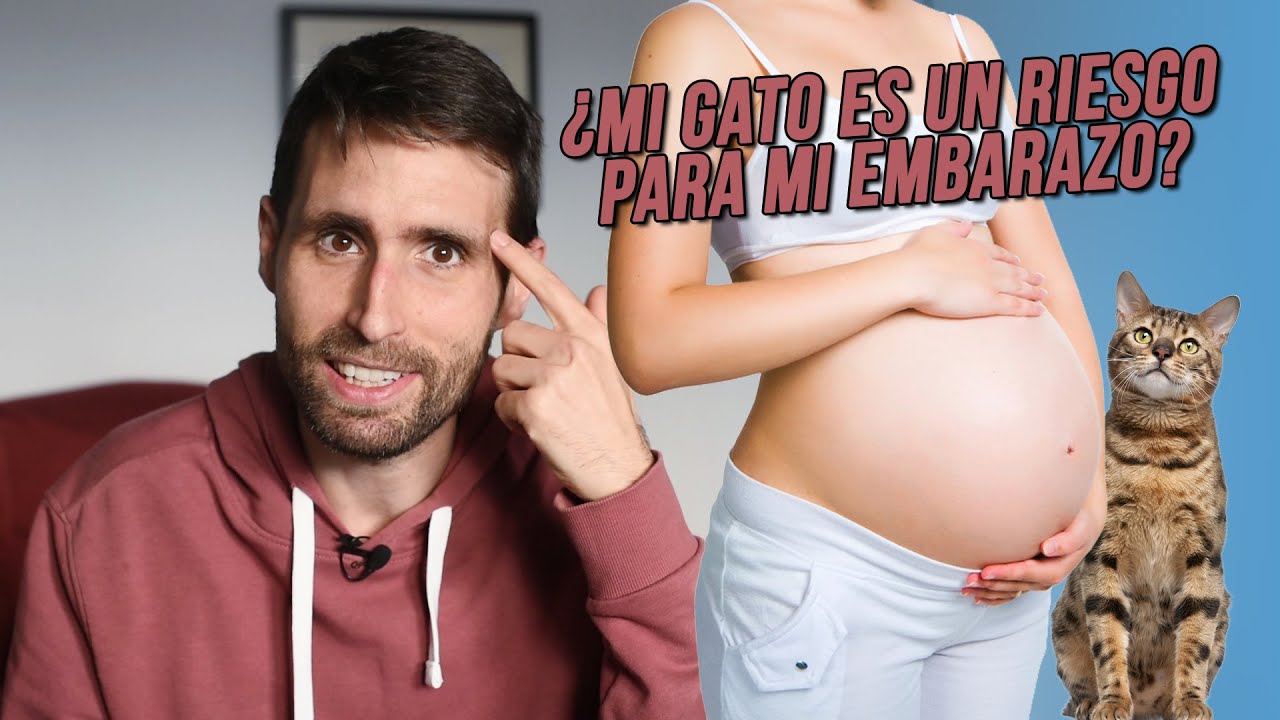 puedo tocar a mi gato si estoy embarazada