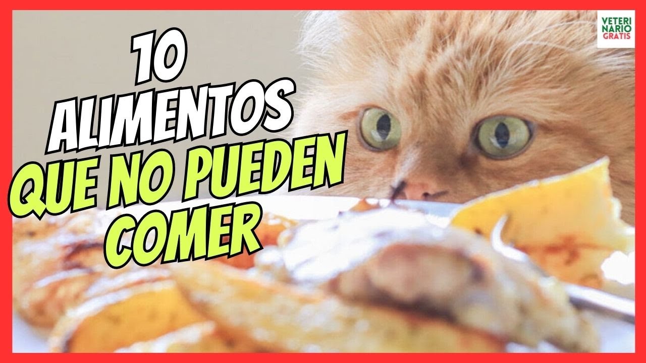 que alimentos no pueden comer los gatos