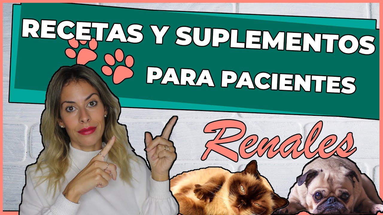 que puede comer un perro con problemas renales