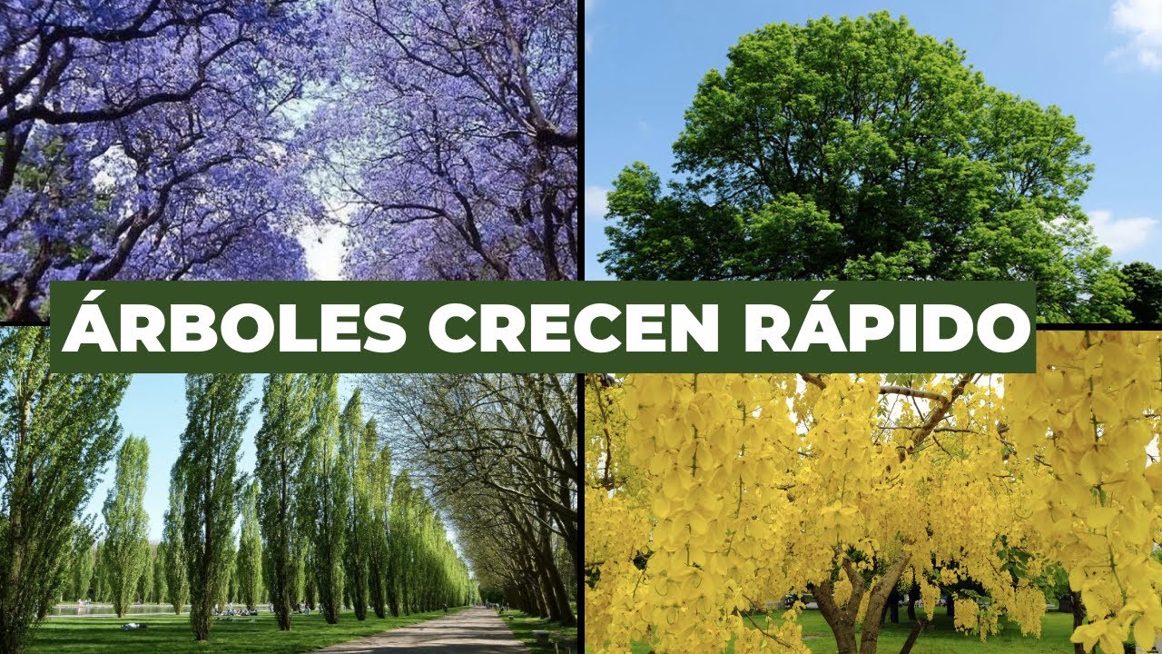 arboles de crecimiento rapido y hoja perenne