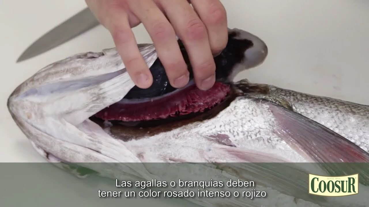 como saber que un pescado esta fresco