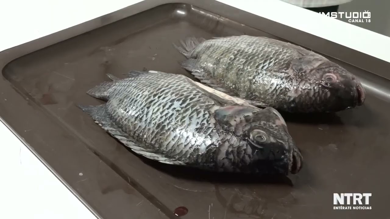 como saber si el pescado congelado está malo