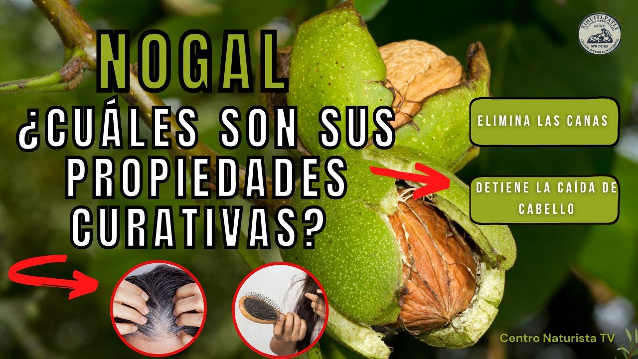 como se llama el fruto del nogal