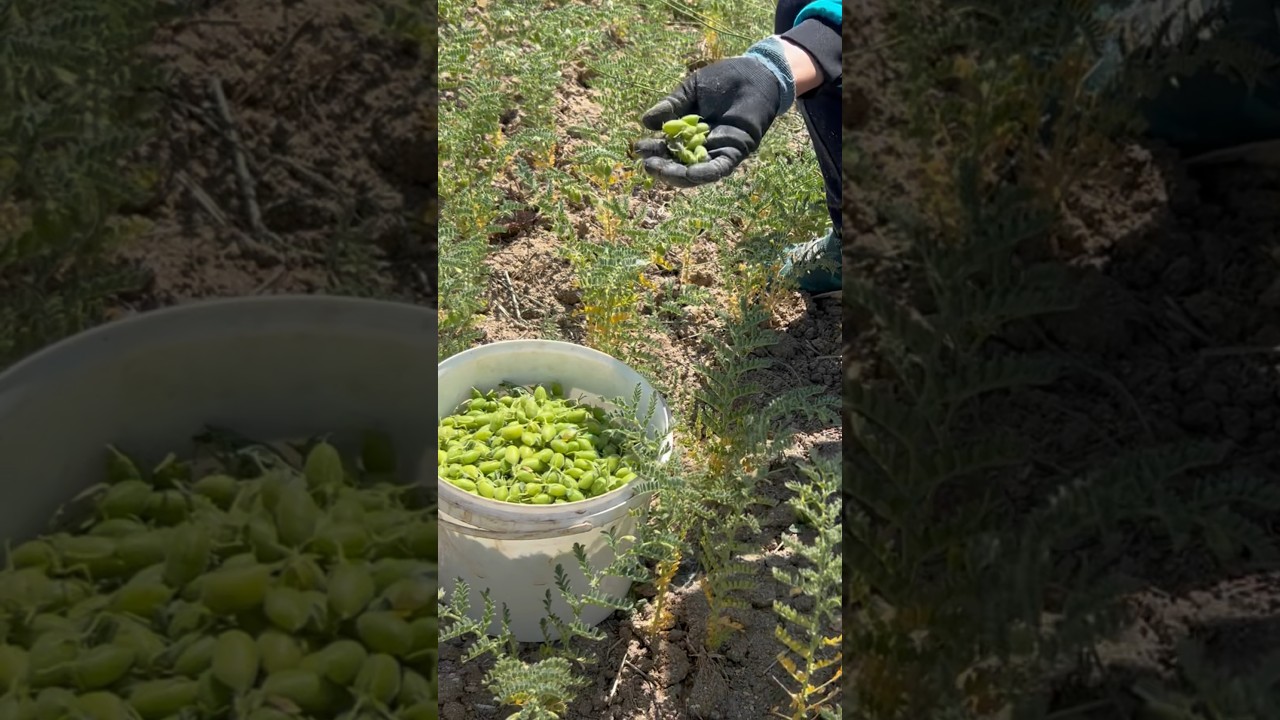 cómo se llama la planta de los garbanzos