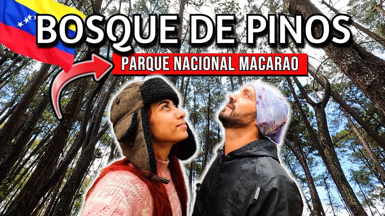 como se llama un bosque de pinos