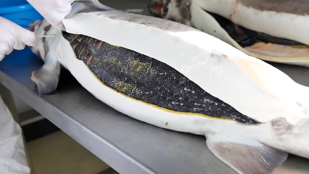 como se obtiene el caviar del esturion