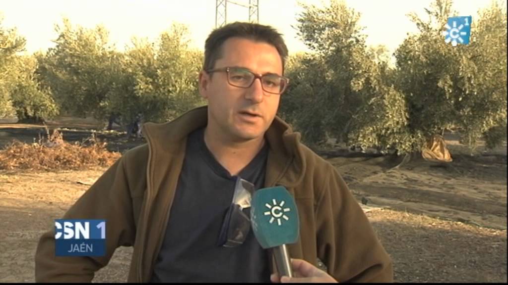 cuando se recoge la aceituna en jaén