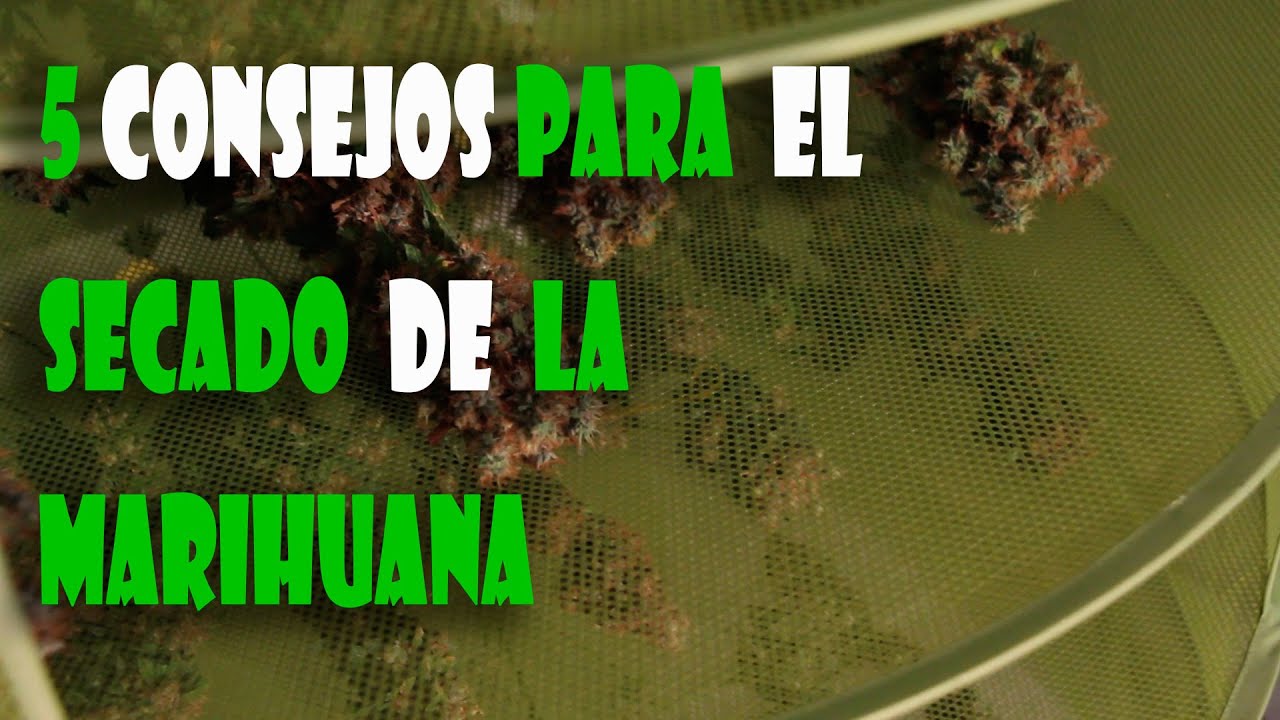 cuanto tarda en secar la marihuana