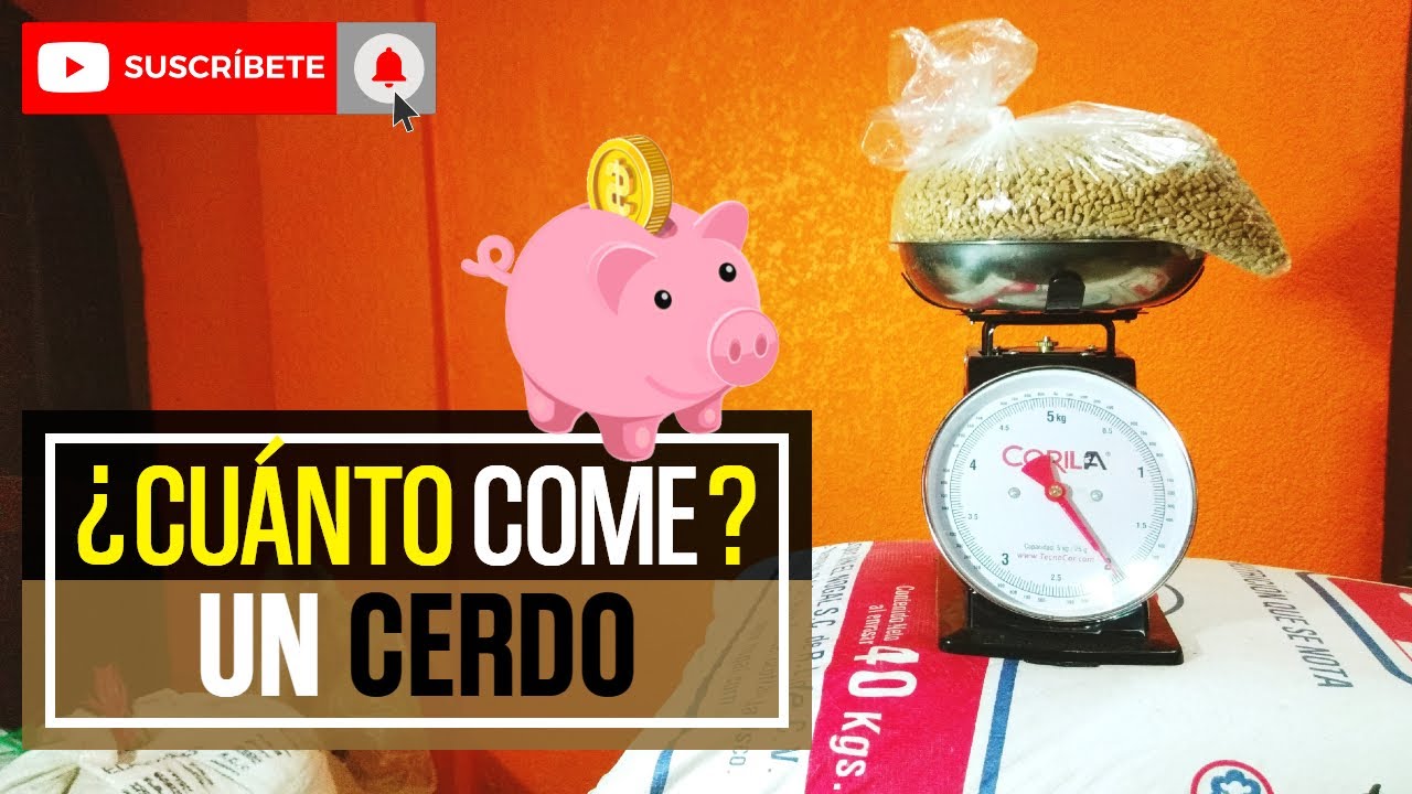 cuantos kilos de comida come un cerdo por dia