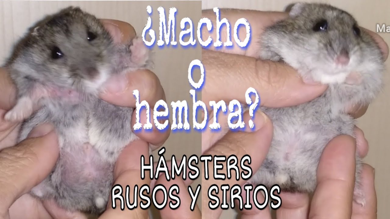 diferencia entre macho y hembra hamster