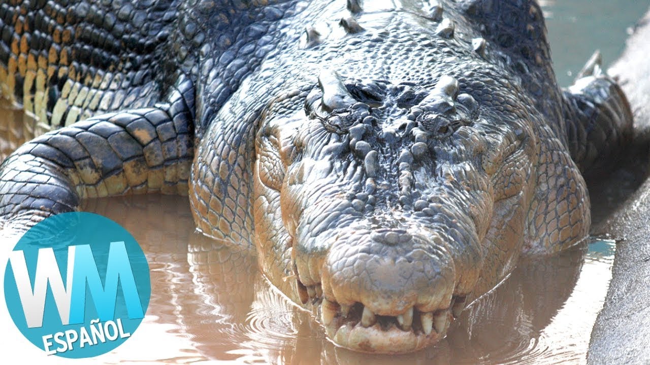 el reptil mas grande del mundo