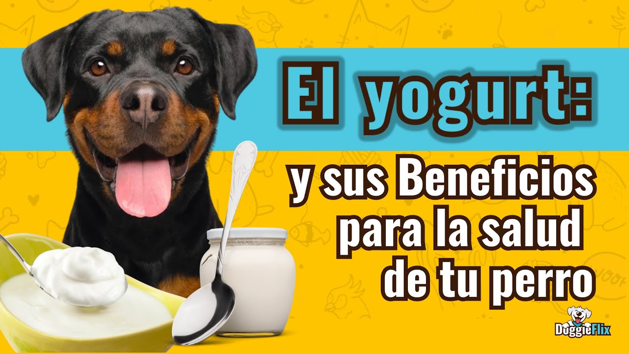 el yogur es bueno para los perros
