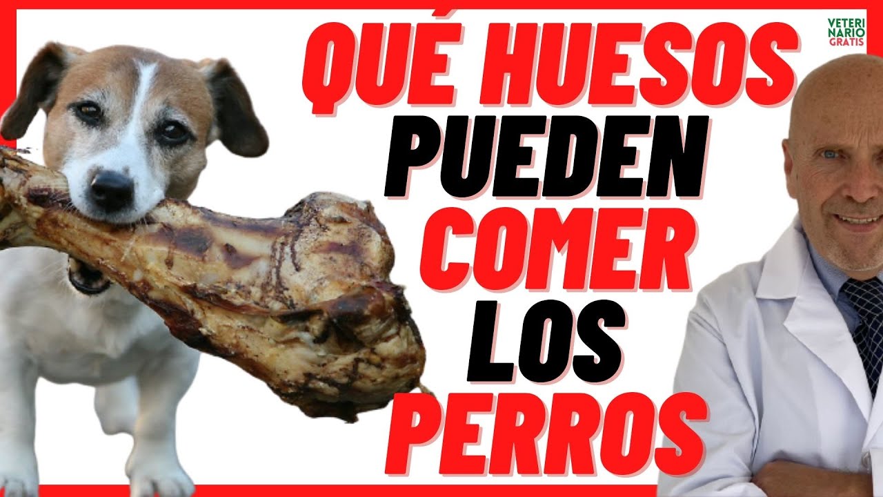 es bueno el hueso de jamon para los perros