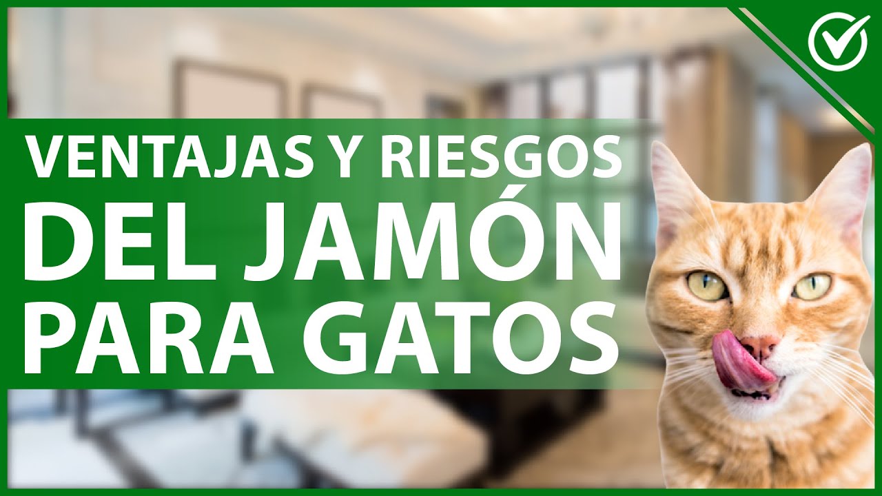 los gatos pueden comer jamon serrano