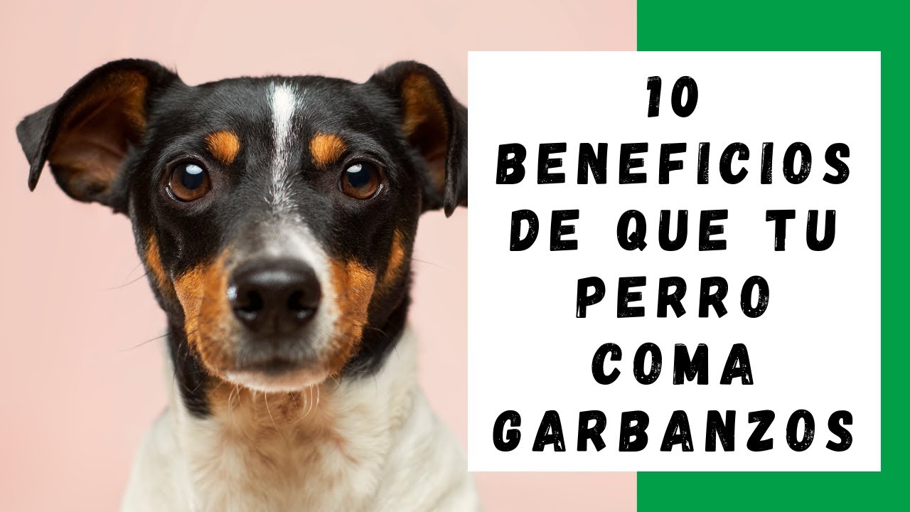 los perros pueden comer garbanzos cocidos