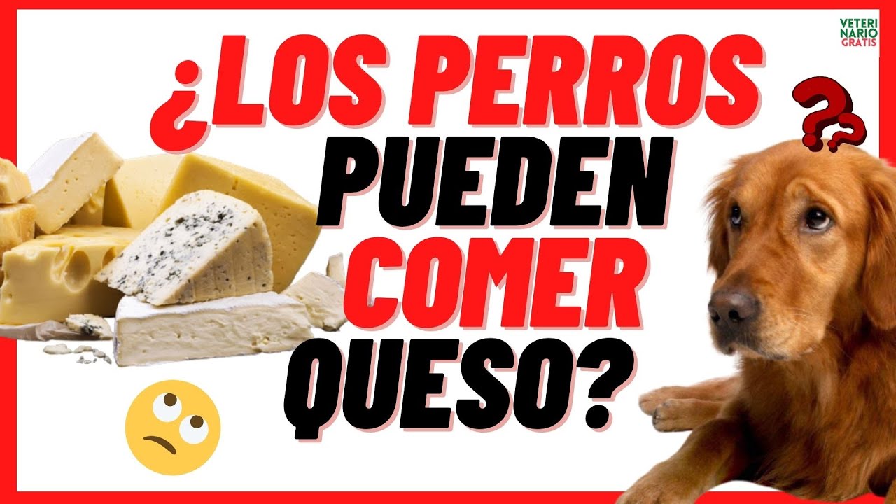 los perros pueden comer queso mozzarella