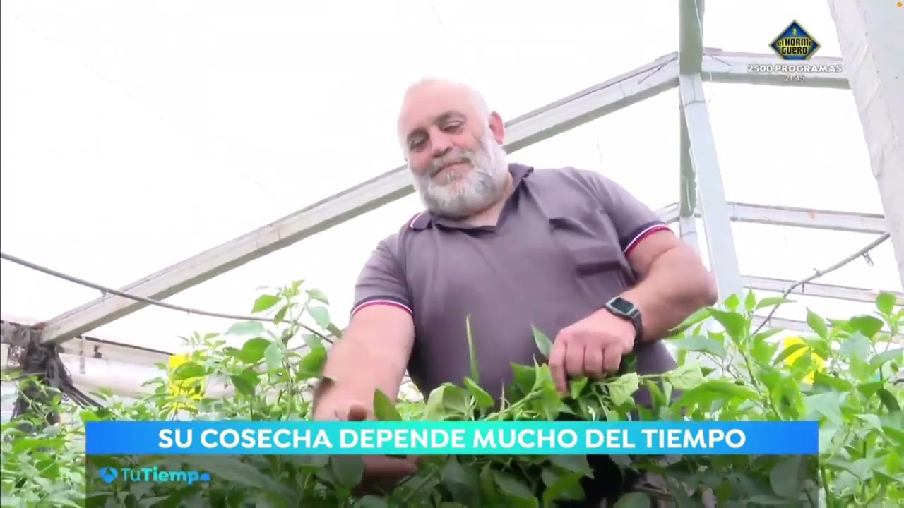 por que pican los pimientos de padron
