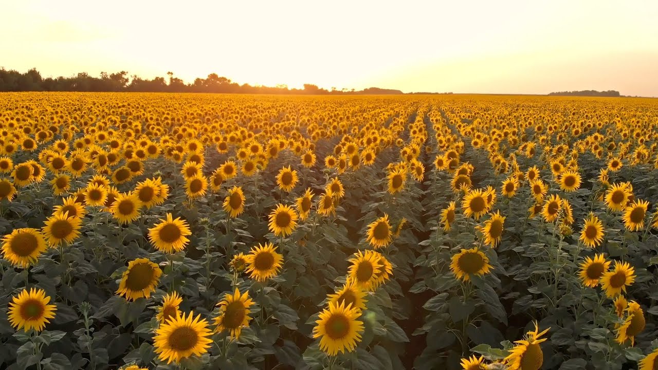 porque los girasoles no miran al sol