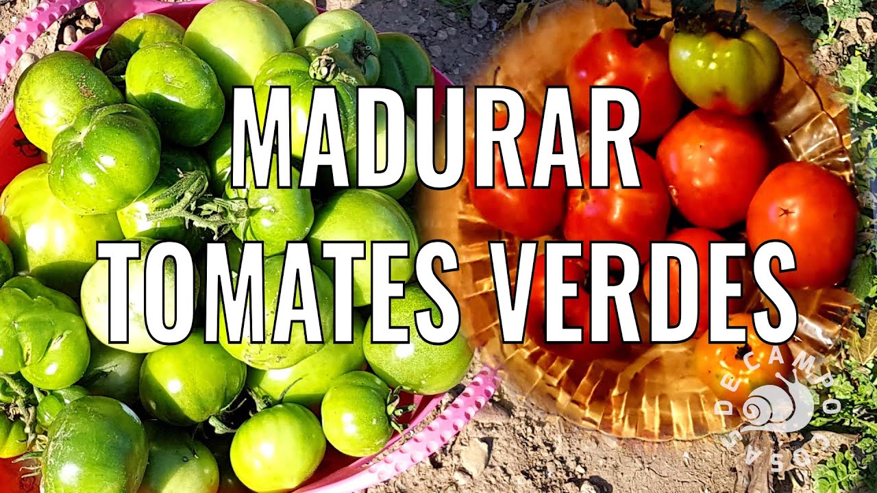 como colocar los tomates para que maduren