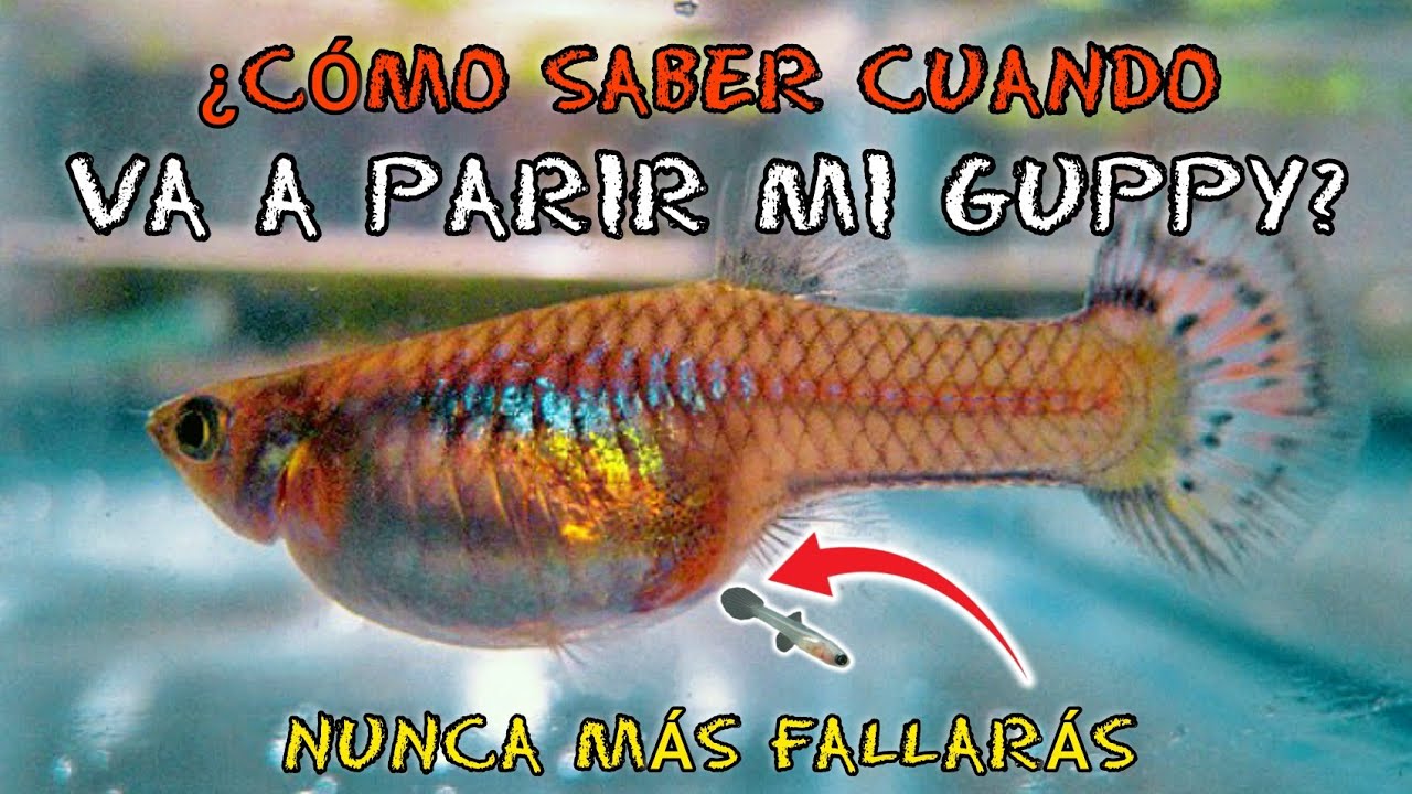 como saber si un pescado esta embarazada