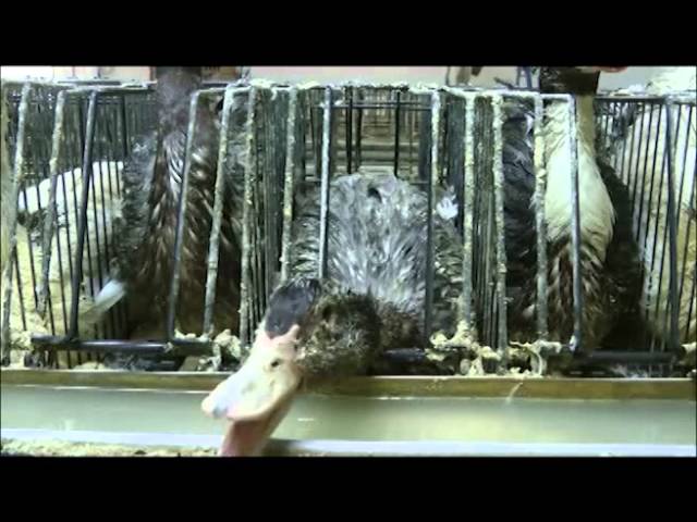 como se hace el foie gras