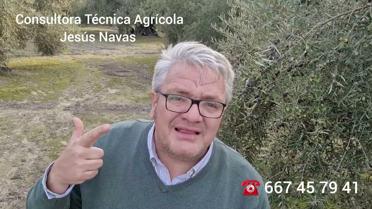 cuando se recoge la aceituna arbequina
