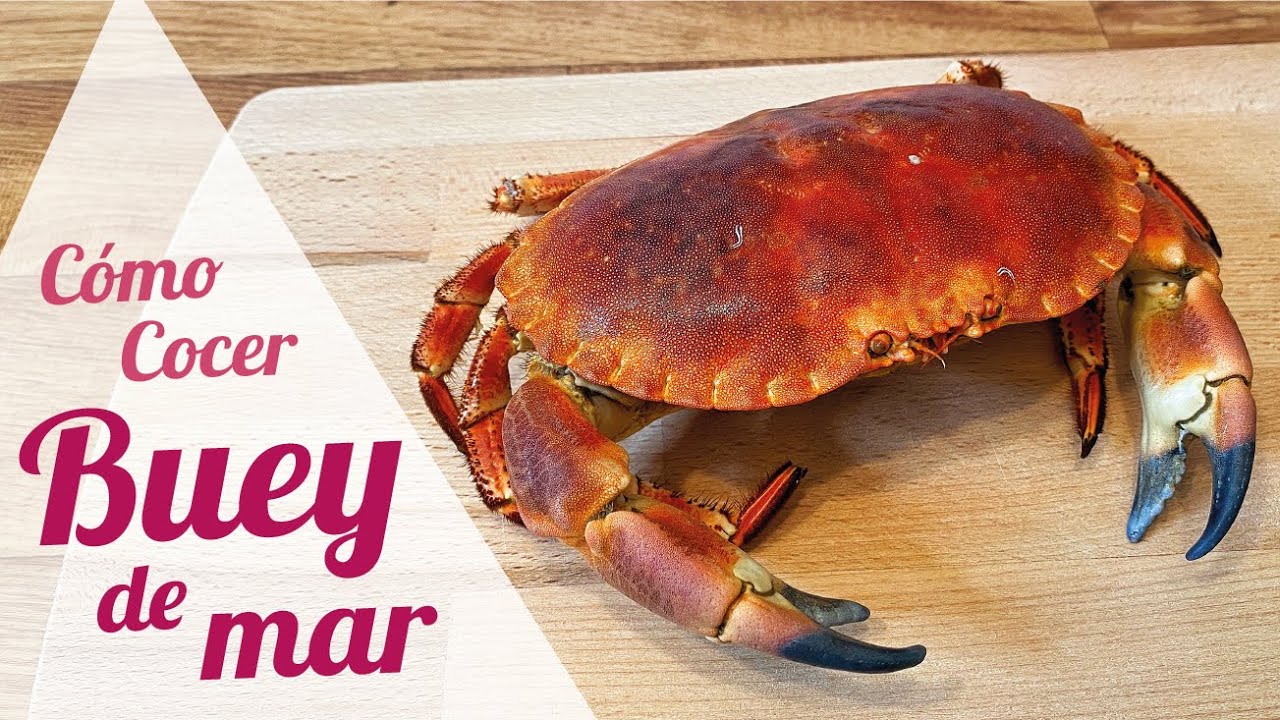 cuanto pesa un buey de mar