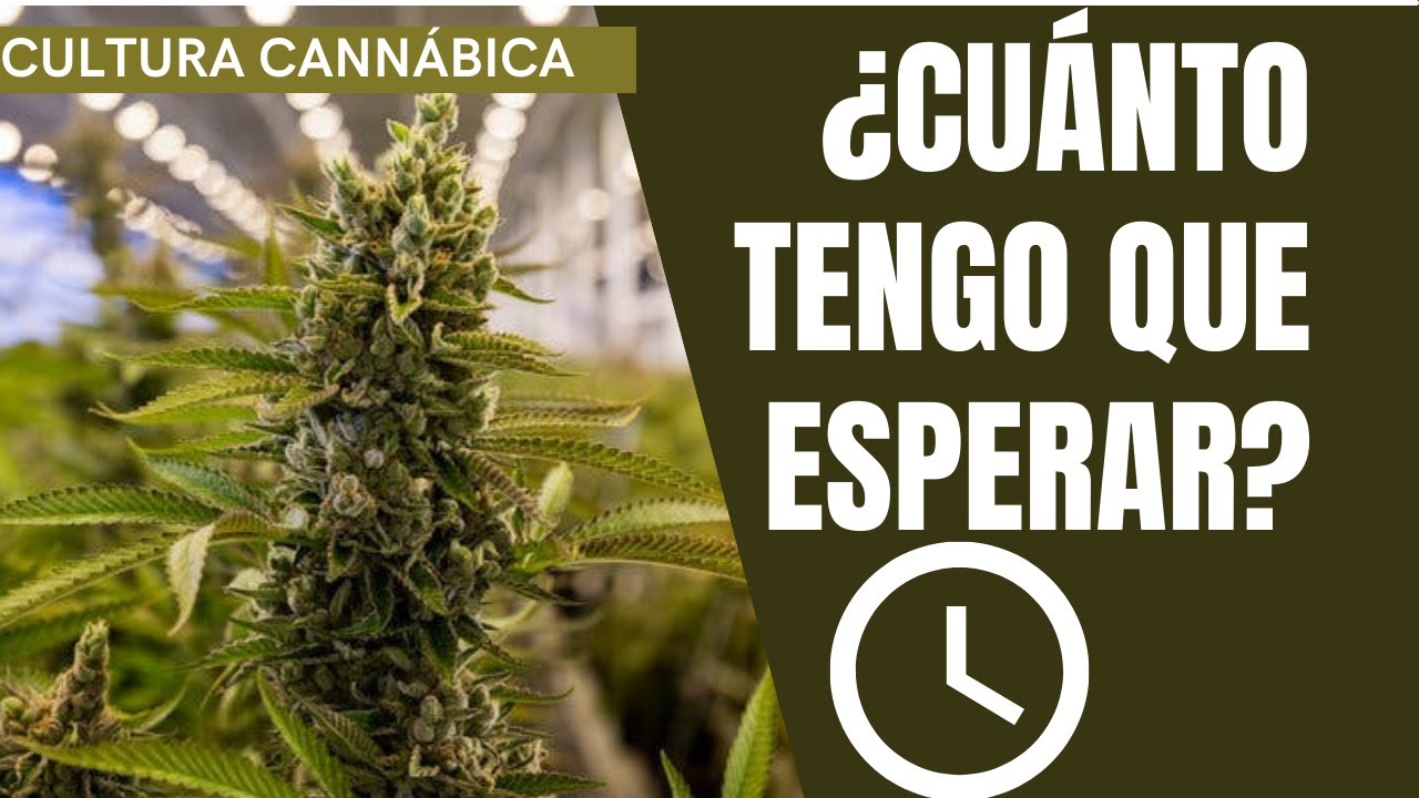 cuanto tiempo tarda en crecer una planta