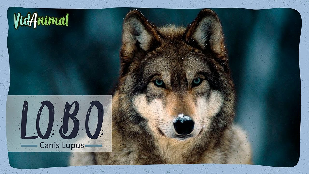 de qué color son los lobos