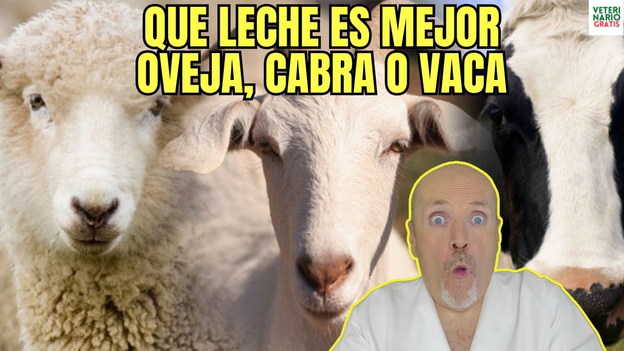 diferencias entre leche de vaca cabra y oveja