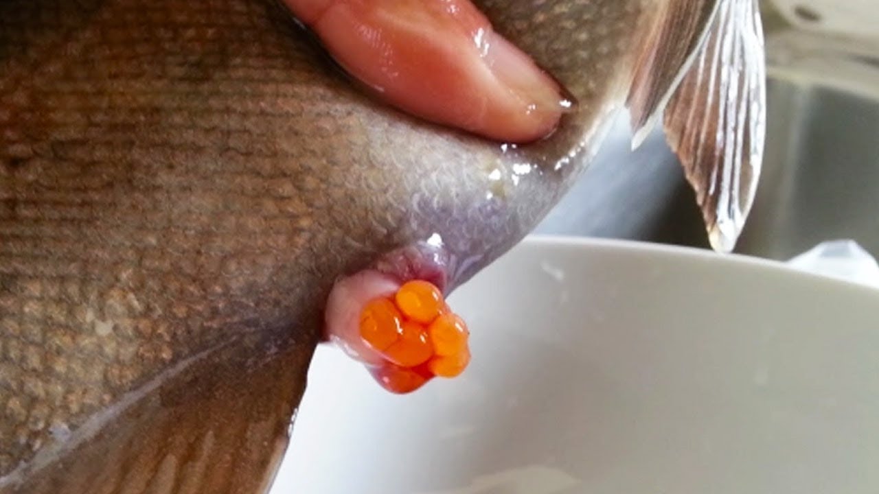el caviar es huevo de que pez