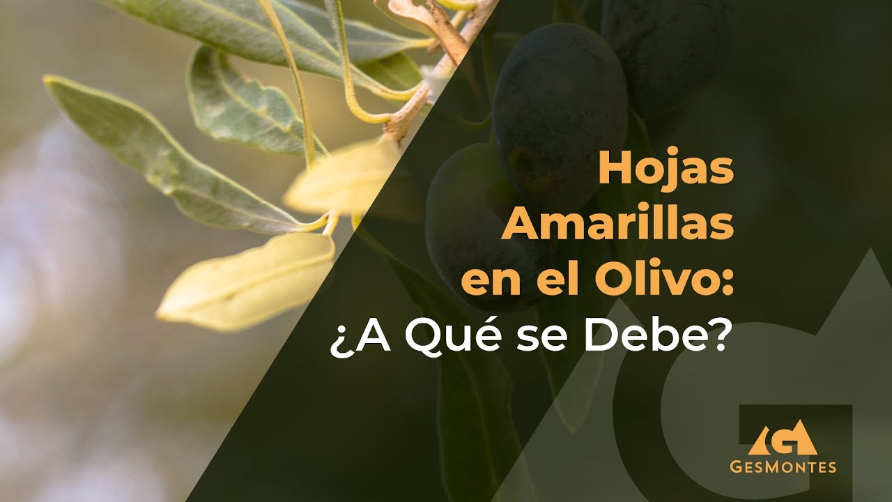 el olivo es de hoja caduca o perenne