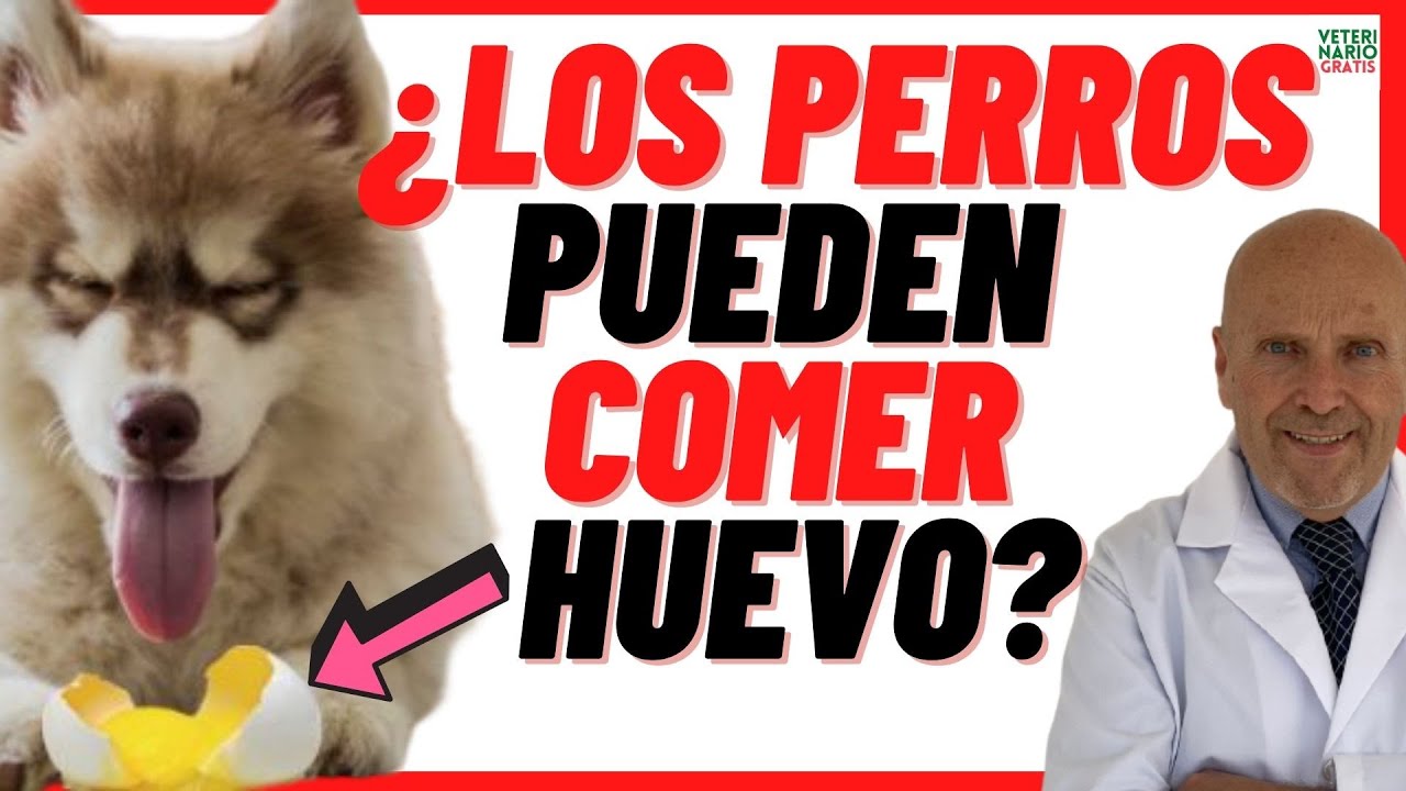 los perros pueden comer huevos cocidos