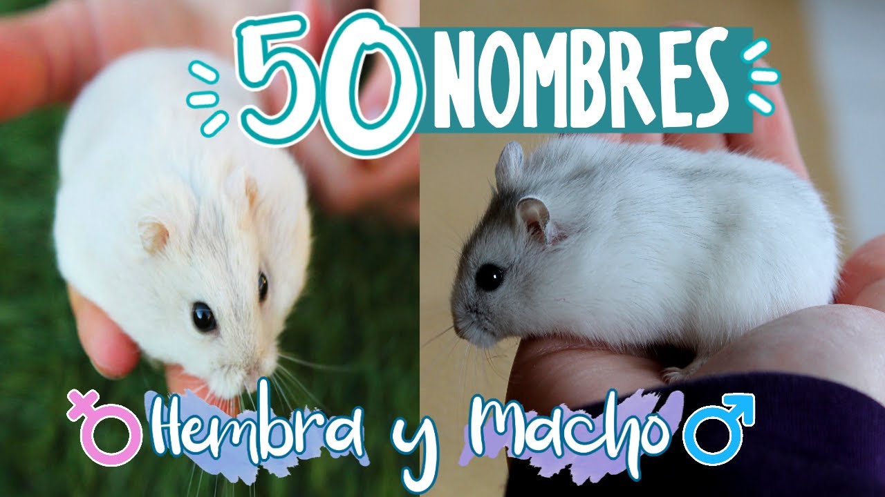 nombres para hamster hembra y macho