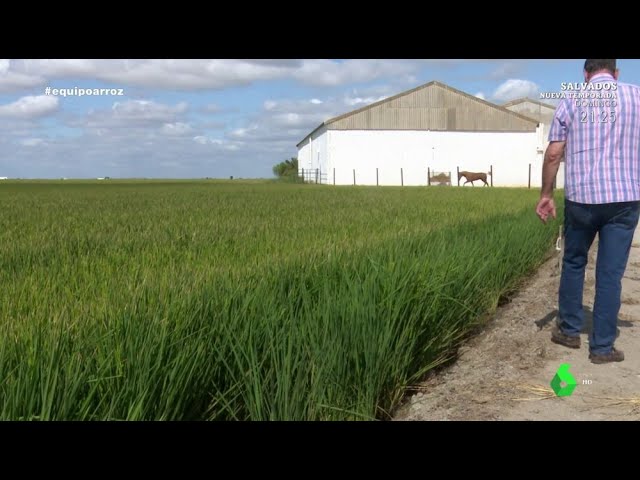 producción de arroz en españa por provincias