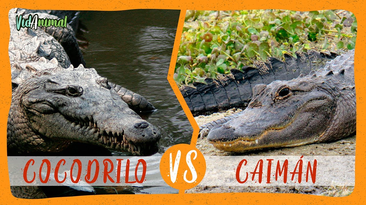 que es mas grande un cocodrilo o un caiman