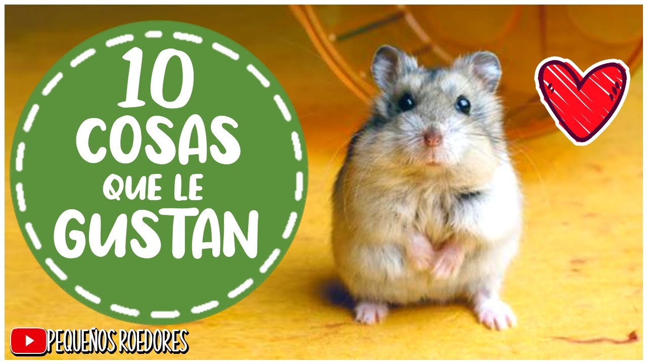 que les gusta a los hamster