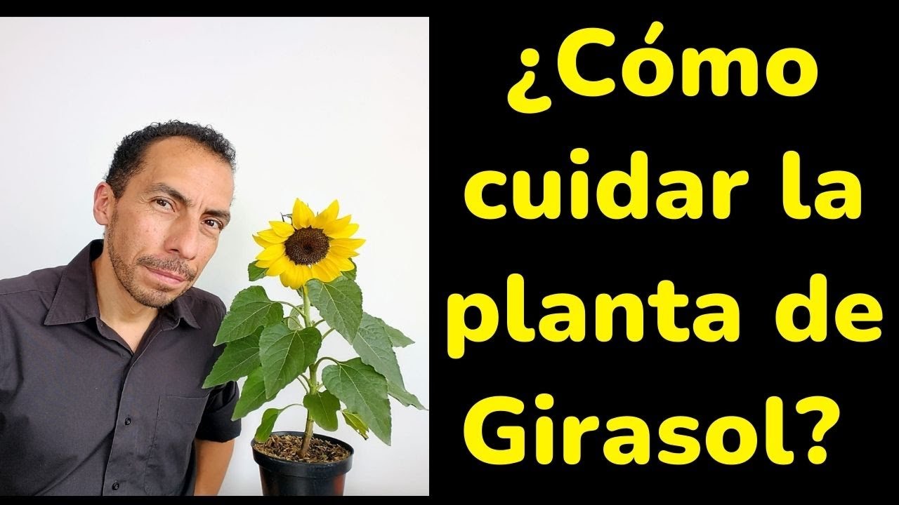 que necesita el girasol para vivir